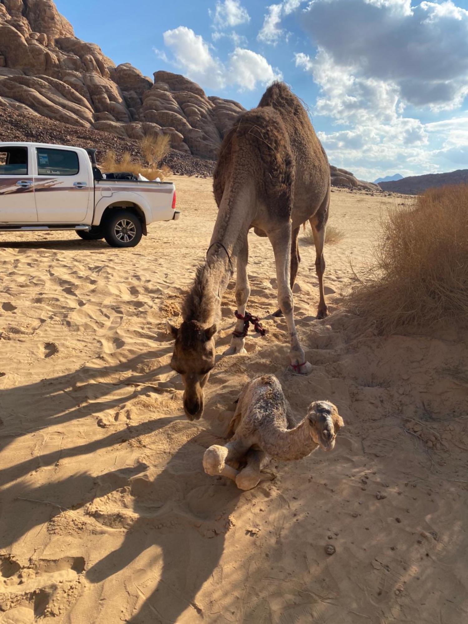 Wadi Rum Albasli Экстерьер фото