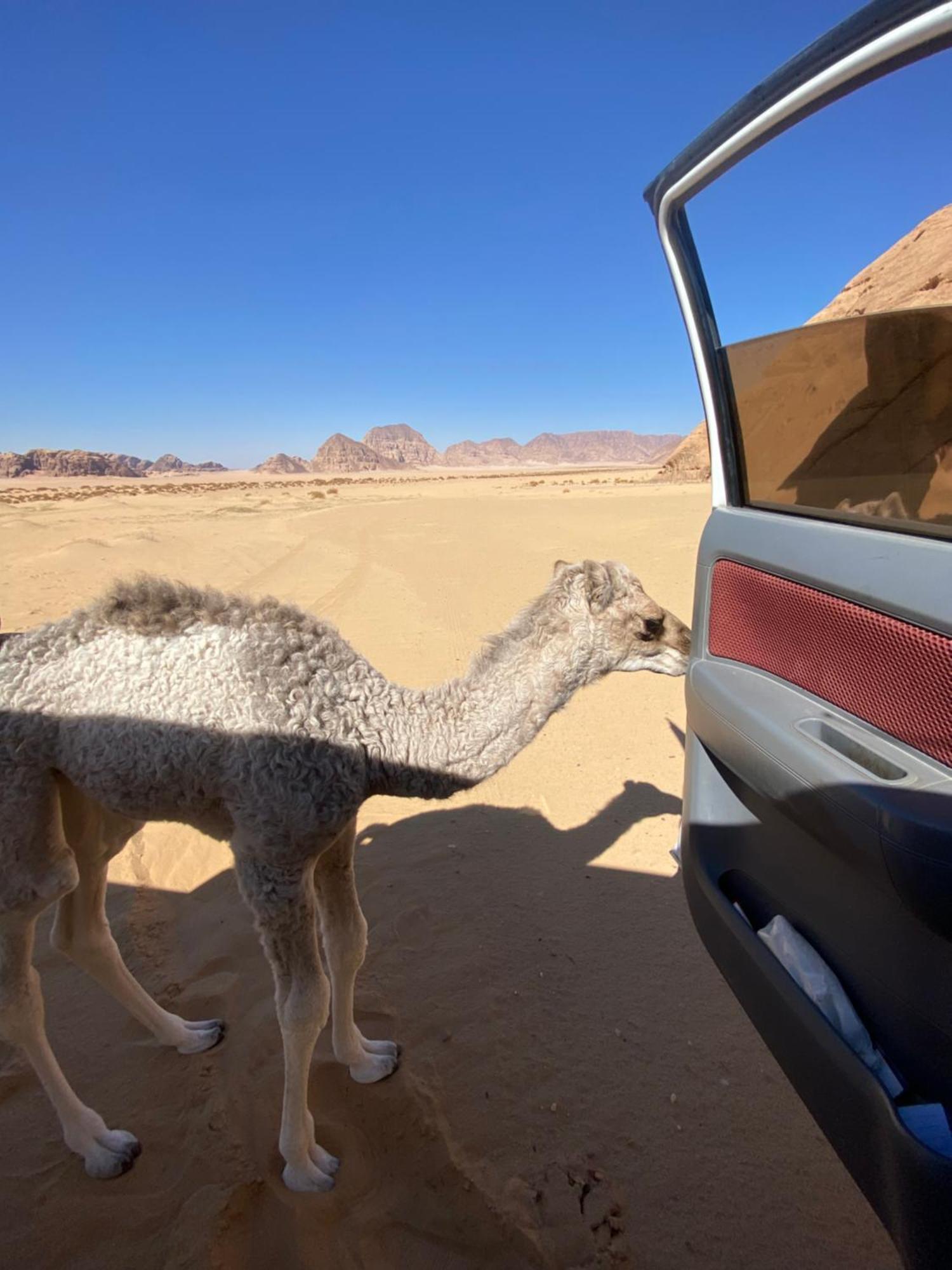Wadi Rum Albasli Экстерьер фото