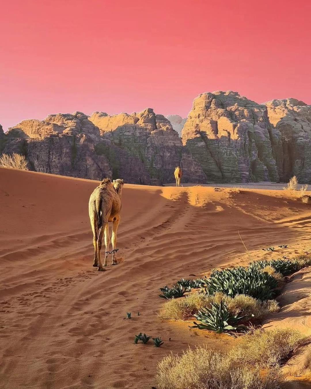 Wadi Rum Albasli Экстерьер фото